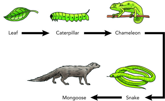 Swamp Animals Food Chain Download - Swamp Animals Food Chain Download (600x388)