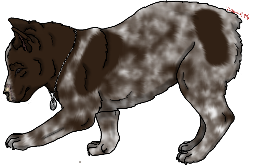 German Shepherd Gender - German Shepherd Gender (970x550)