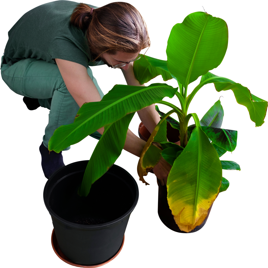 Planting Clipart Transparent Background Plant - Planting Clipart Transparent Background Plant (1021x1024)