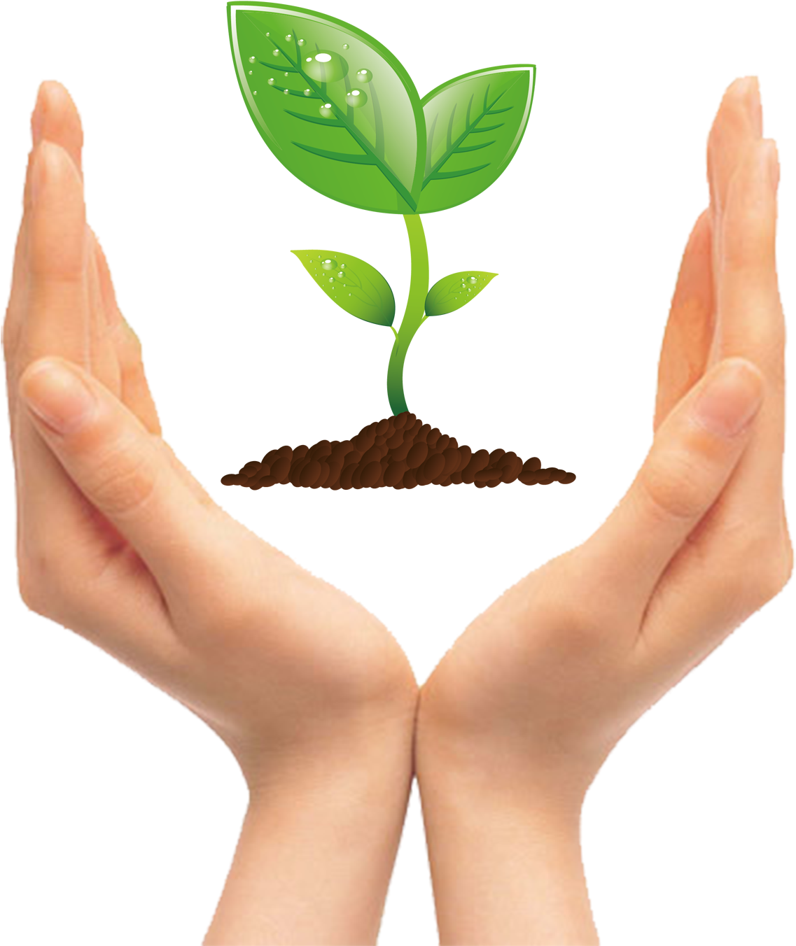 Tree Seedling Clip Art - Tree Seedling Clip Art (1500x1500)