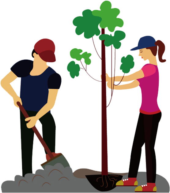 Download Tree The Man Who Planted Trees - Download Tree The Man Who Planted Trees (800x800)