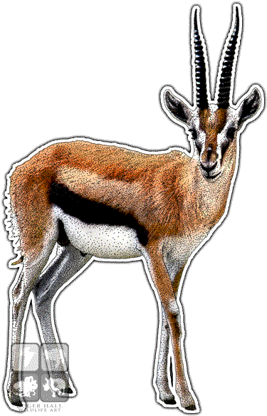 Thompson's Gazelle Decal - Thompson's Gazelle Decal (377x590)