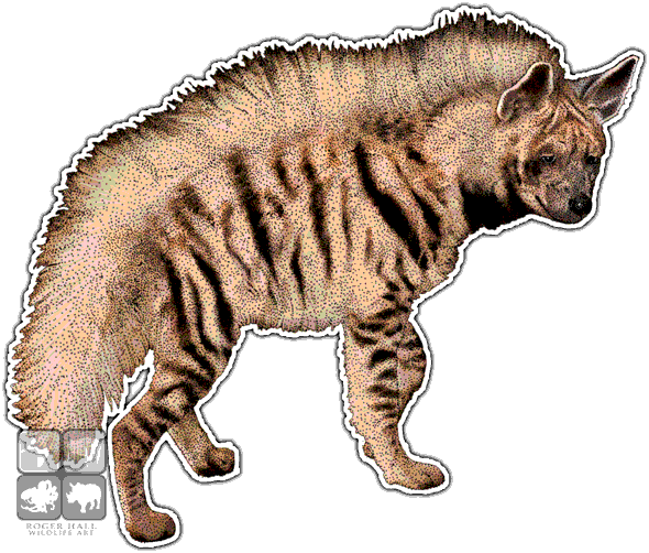 Striped Hyena Decal - Striped Hyena Decal (590x502)