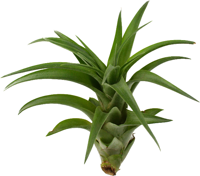Brachycaulos Hybrid Plant X - Brachycaulos Hybrid Plant X (800x600)
