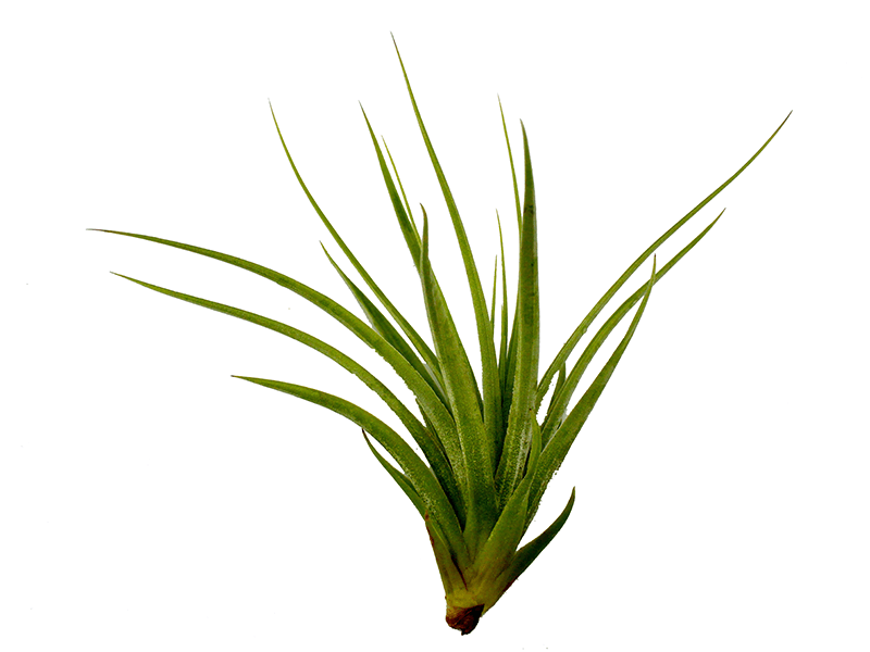 Air Plant Png - Air Plant Png (800x600)