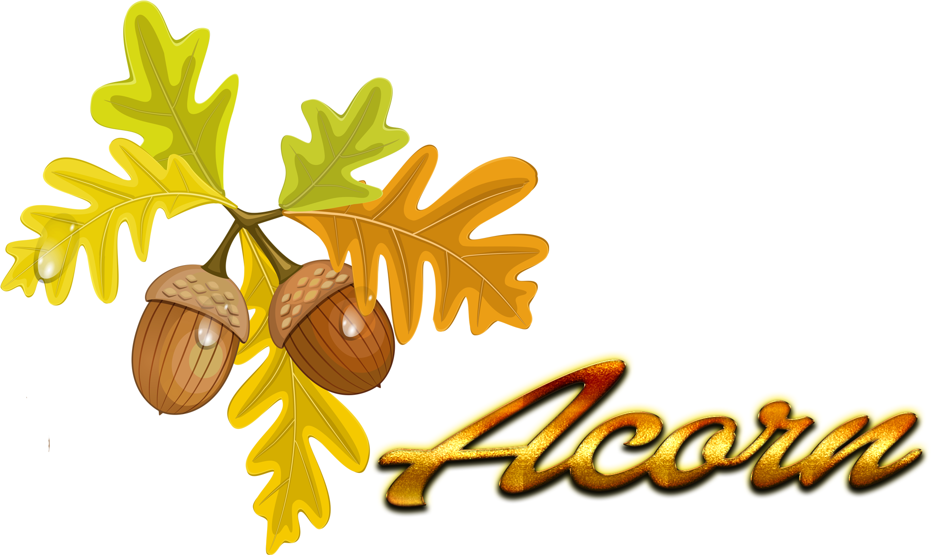 Acorn Autumn Leaf Color Quercus Cerris Clip Art - Acorn Autumn Leaf Color Quercus Cerris Clip Art (1920x1200)