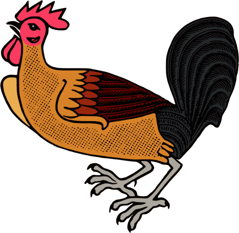Rooster Chicken Kifaranga Poultry Landfowl - Rooster Chicken Kifaranga Poultry Landfowl (767x750)