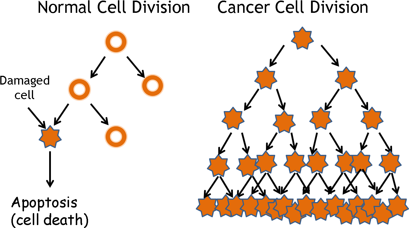 Human Biology What S - Human Biology What S (1441x823)