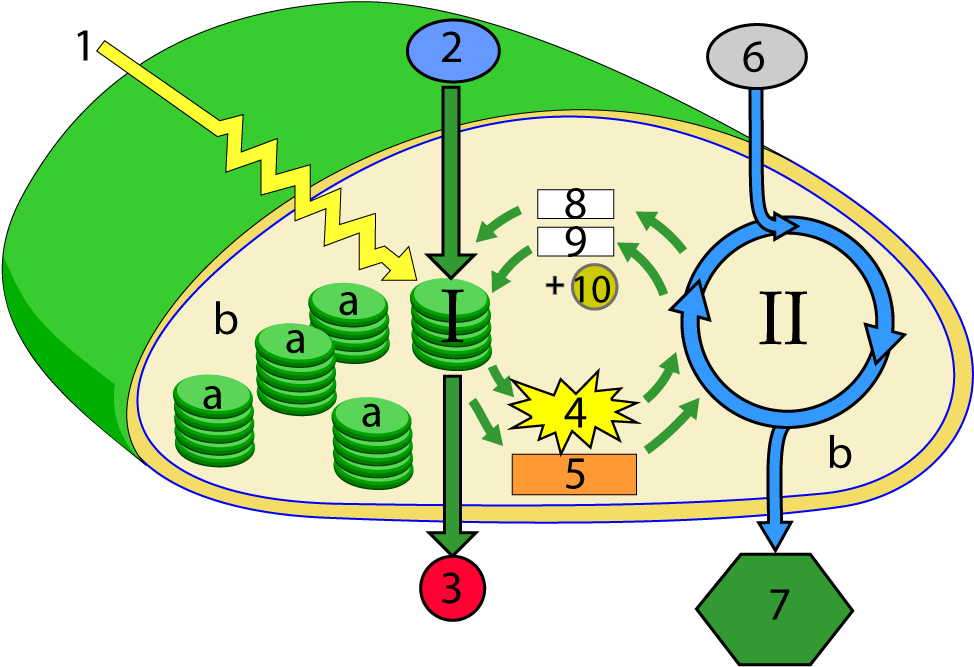 Phase Ii Of Photosynthesis Uses The Products Of Phase - Phase Ii Of Photosynthesis Uses The Products Of Phase (979x689)