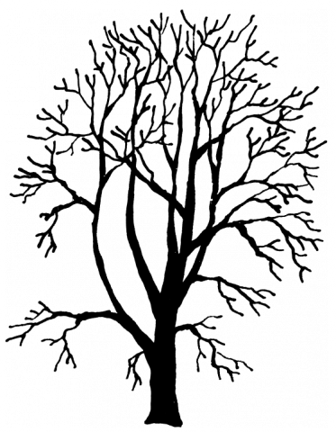 Tree Height - 10 - 00-40 - 00 Feet - Tree Height - 10 - 00-40 - 00 Feet (373x480)