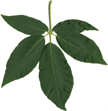 Buckeye Leaf Nature In Novato Png Buckeye Leaf - Buckeye Leaf Nature In Novato Png Buckeye Leaf (396x400)