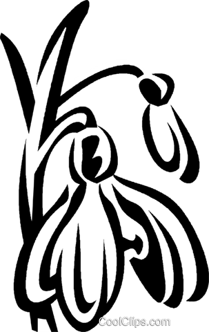 Snowdrops Royalty Free Vector Clip Art Illustration - Snowdrops Royalty Free Vector Clip Art Illustration (303x480)