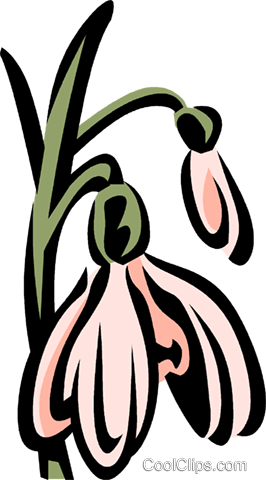 Snowdrops Royalty Free Vector Clip Art Illustration - Snowdrops Royalty Free Vector Clip Art Illustration (266x480)