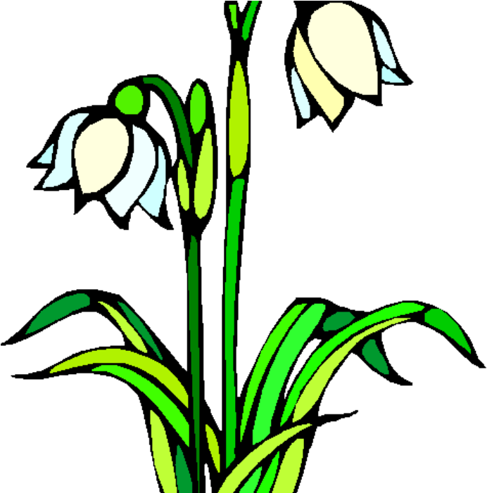 Snowdrop Walk Lingen Davies - Snowdrop Walk Lingen Davies (700x700)