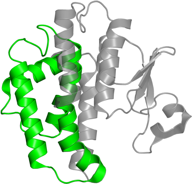 <div Class='caption-body'>1 Copy Of Pfam Domain - <div Class='caption-body'>1 Copy Of Pfam Domain (800x800)