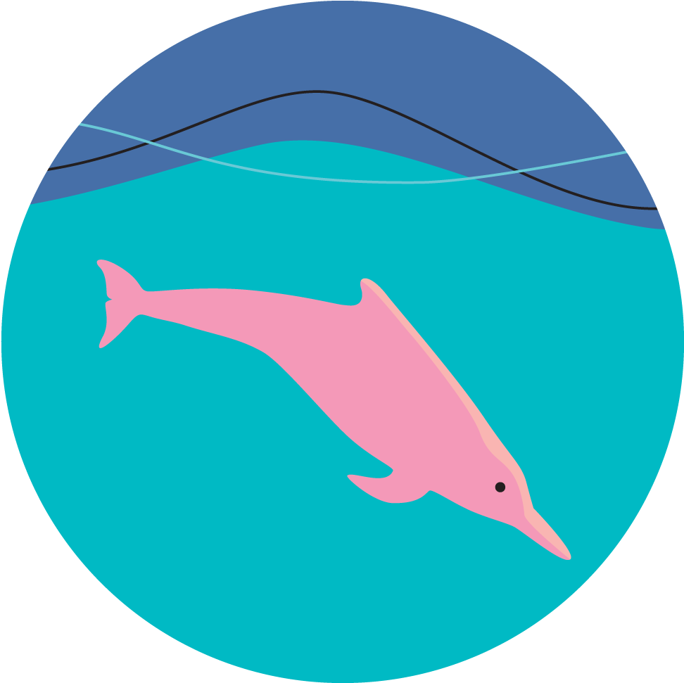 Hydrophones Can Save Hong Kong's Dolphins - Hydrophones Can Save Hong Kong's Dolphins (1024x1024)