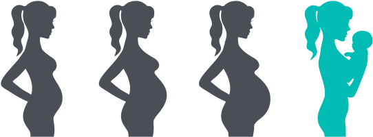 Illustration Of The Phases Of Pregnancy To Birth - Illustration Of The Phases Of Pregnancy To Birth (560x375)