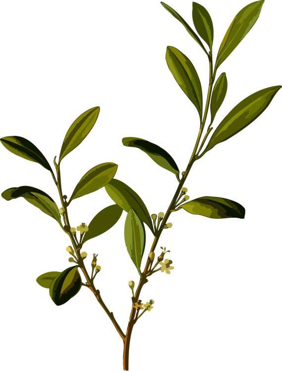 Erythroxylum Coca Coca-cola Cocaine Plants - Erythroxylum Coca Coca-cola Cocaine Plants (570x750)