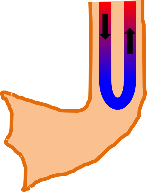 Crude Diagram Of Counter-current Exchange In A Duck - Crude Diagram Of Counter-current Exchange In A Duck (508x664)