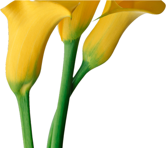 Calla Lily Clipart Memorial Flower - Calla Lily Clipart Memorial Flower (640x480)