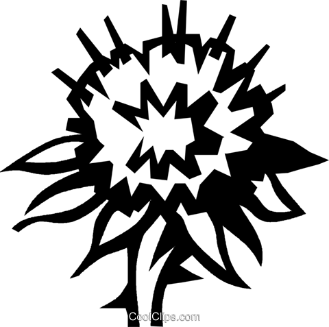 Thistle Royalty Free Vector Clip Art Illustration - Thistle Royalty Free Vector Clip Art Illustration (480x477)