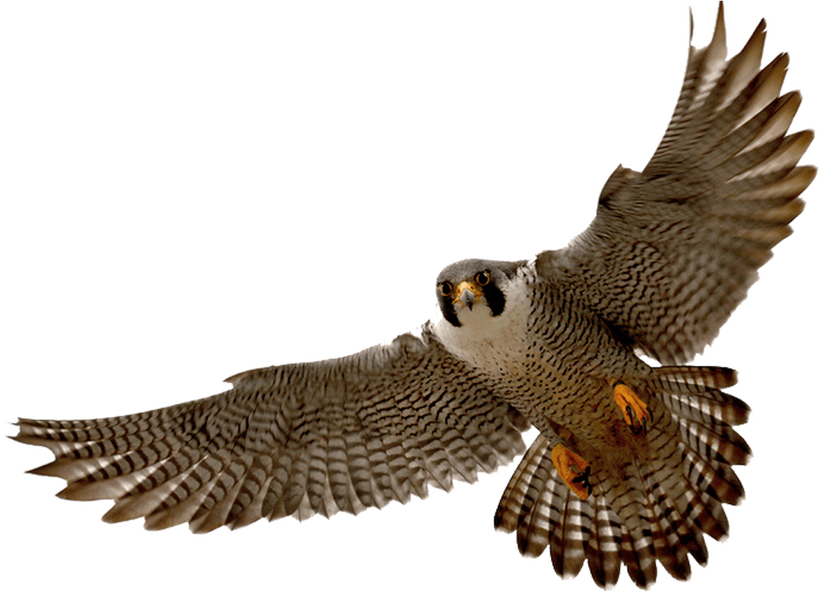 Prairie Falcon Clipart Transparent Pencil And In Color - Prairie Falcon Clipart Transparent Pencil And In Color (1368x855)