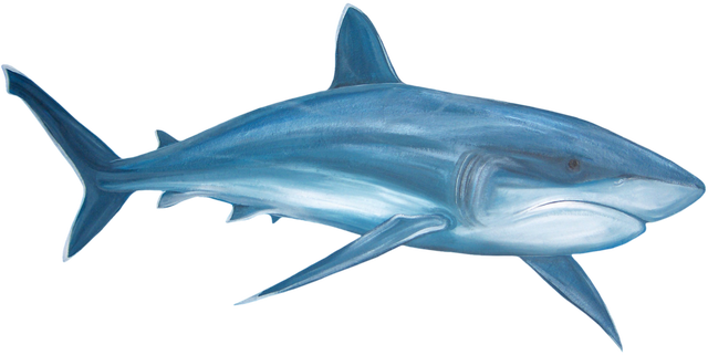 Shark Cookies, Shark Party, Paint Shop, Free, Kids - Shark Cookies, Shark Party, Paint Shop, Free, Kids (640x321)