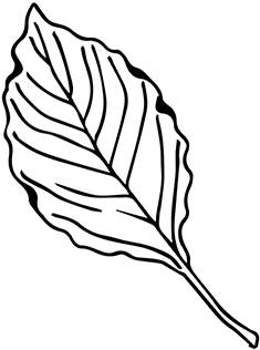 Flowering Dogwood Leaf - Flowering Dogwood Leaf (400x389)