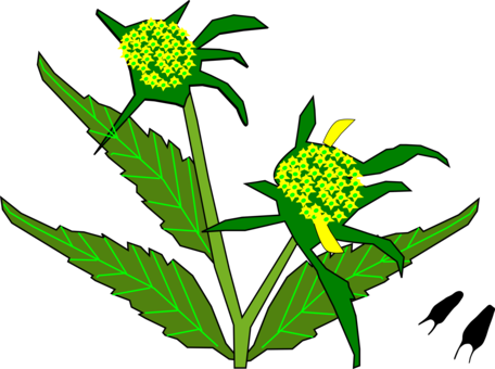 Flowering Plant Plant Stem Leaf Food - Flowering Plant Plant Stem Leaf Food (456x340)