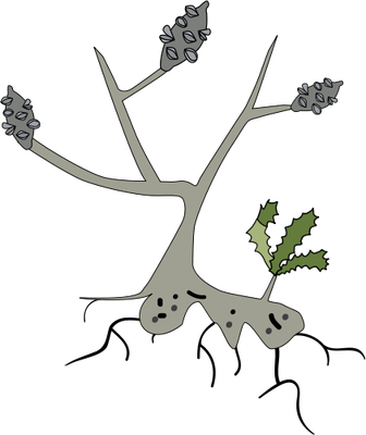 Ian Symbol Banksia With Resprouting Lignotuber - Ian Symbol Banksia With Resprouting Lignotuber (336x400)