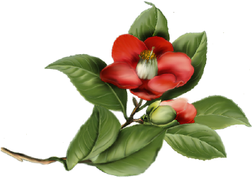 Camelia Flower Painting Illustration - Camelia Flower Painting Illustration (562x387)