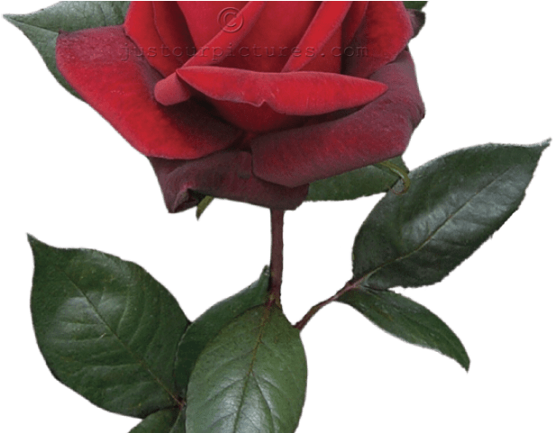 Red Flower Clipart Long Stem Rose 3 900 X 1240 Dumielauxepicesnet - Red Flower Clipart Long Stem Rose 3 900 X 1240 Dumielauxepicesnet (640x480)