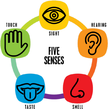 5 Senses Clipart Transparent - 5 Senses Clipart Transparent (391x388)