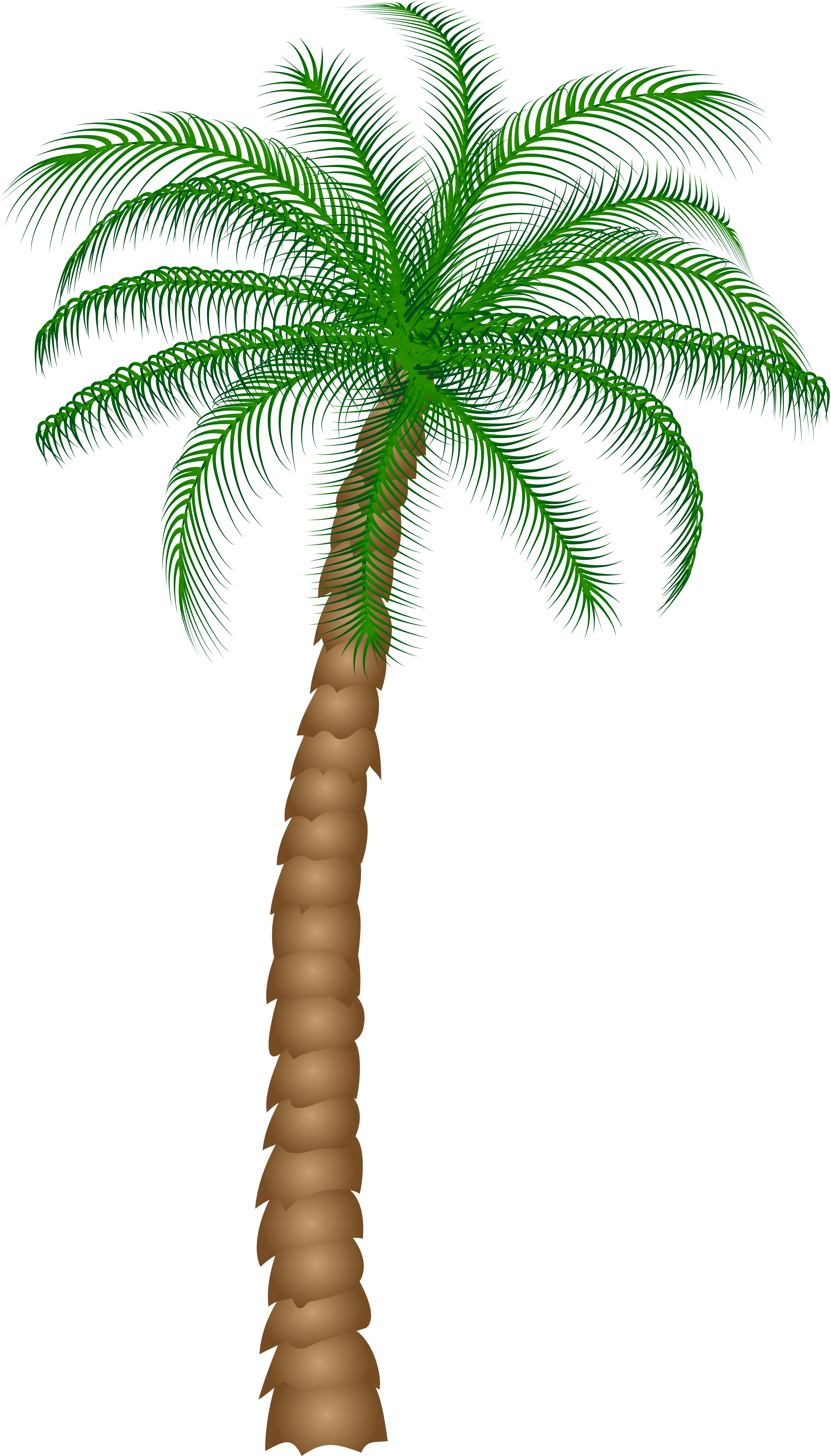 Palm Tree Png Clipart - Palm Tree Png Clipart (2906x5000)