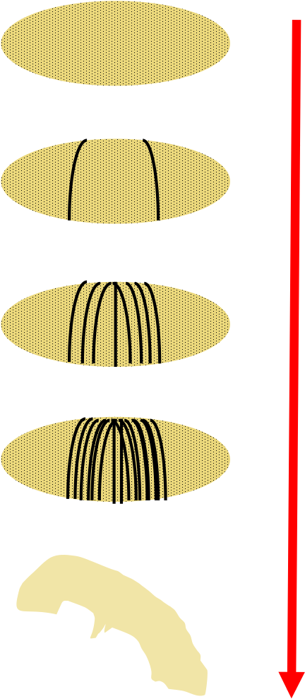 Schematic Representation Of Fruit Fly Embryo Development - Schematic Representation Of Fruit Fly Embryo Development (469x1044)