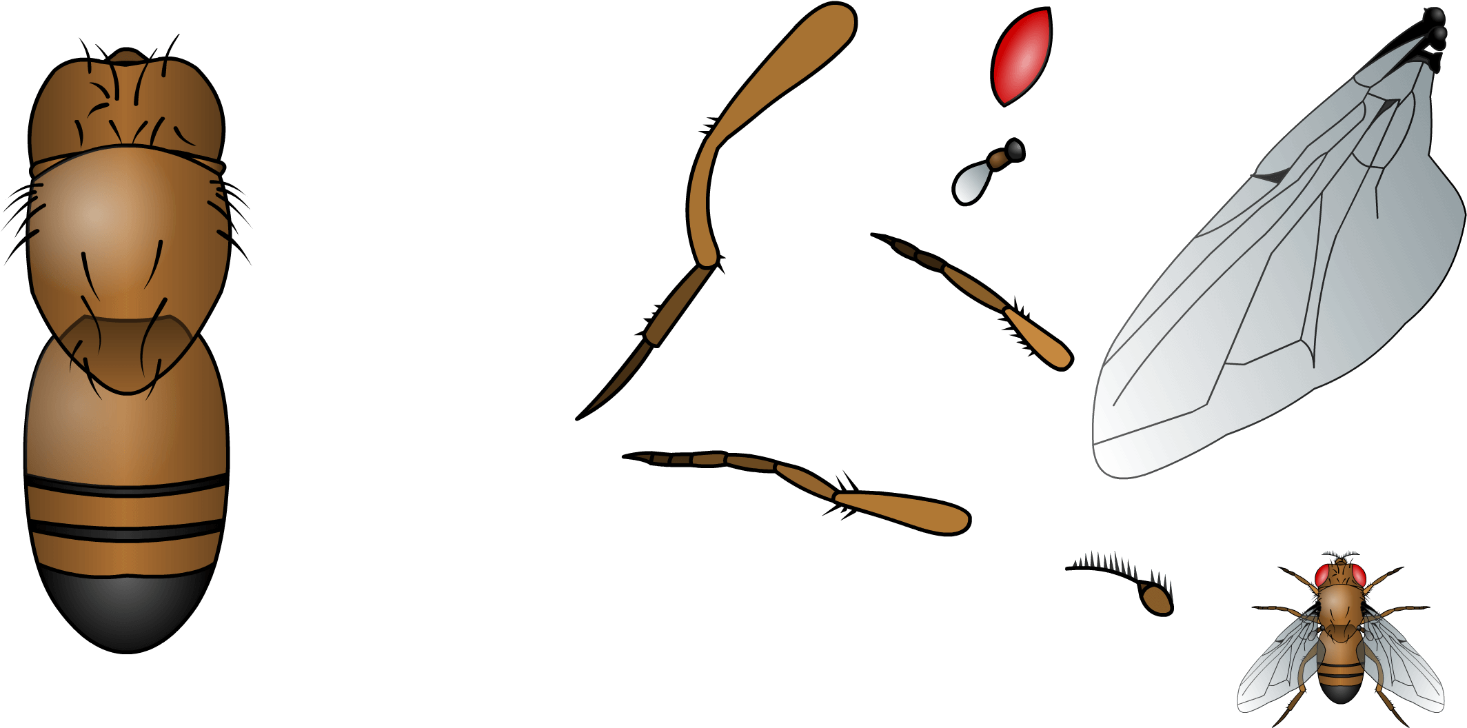 Build The Common Fruit Fly Based On The Template - Build The Common Fruit Fly Based On The Template (2600x1100)