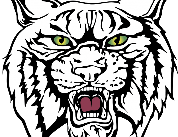 Wildcat Clipart Drawing - Wildcat Clipart Drawing (640x480)