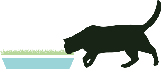 Is Your Cat An Indoor Or Outdoor Cat - Is Your Cat An Indoor Or Outdoor Cat (720x440)