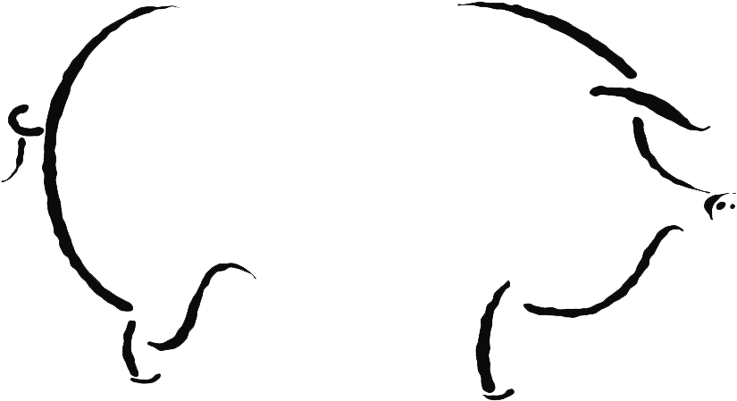 Pig Outine Transparent - Pig Outine Transparent (900x510)