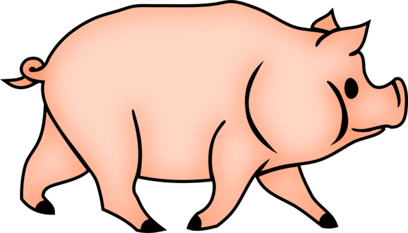 Domestic Pig Drawing Coloring Book Stuffed Bun House - Domestic Pig Drawing Coloring Book Stuffed Bun House (595x340)