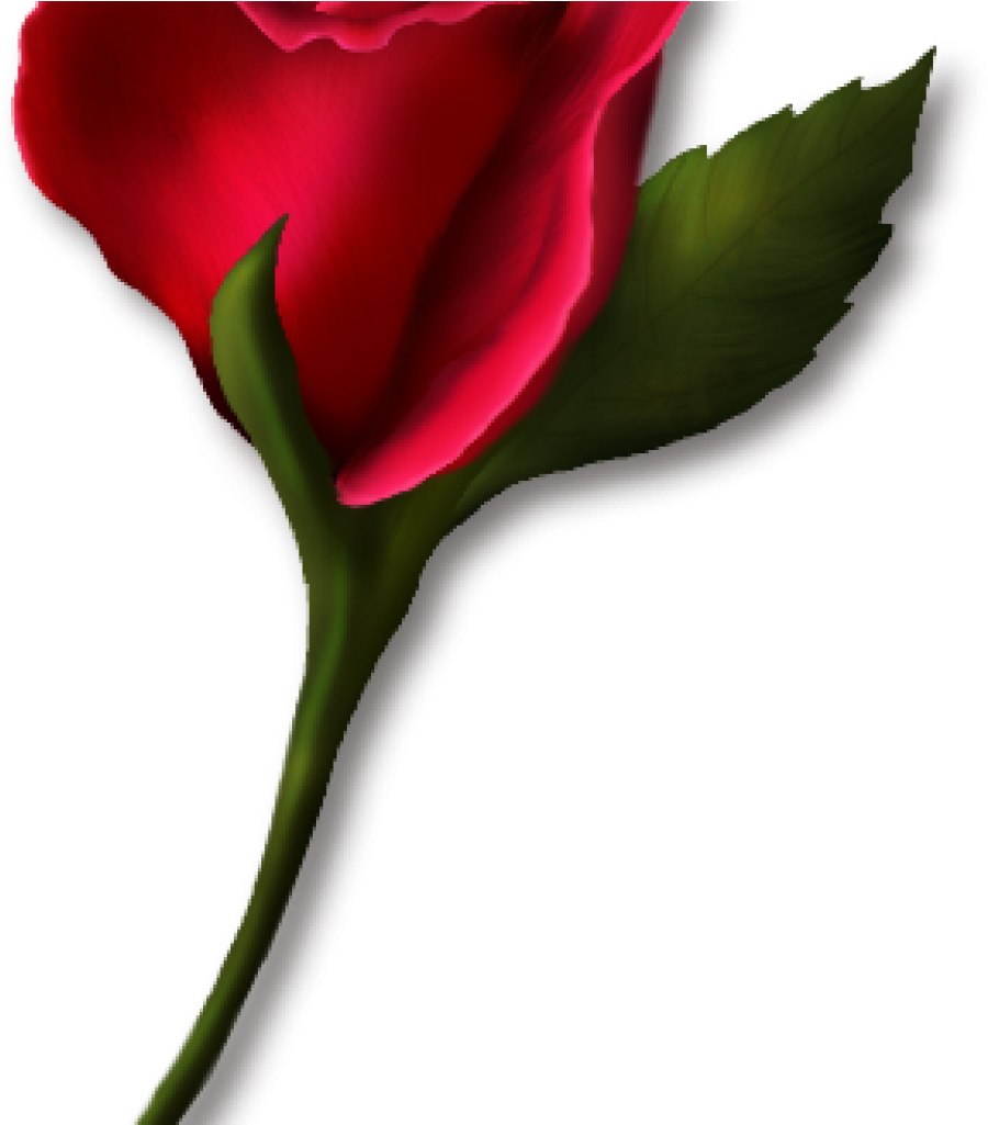 Single Rose Clipart Single Rose Clipart Png Real Clipart - Single Rose Clipart Single Rose Clipart Png Real Clipart (1024x1024)