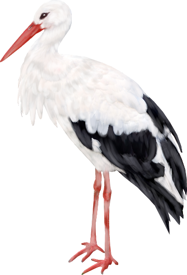 October 2015 « Archive - October 2015 « Archive (375x550)