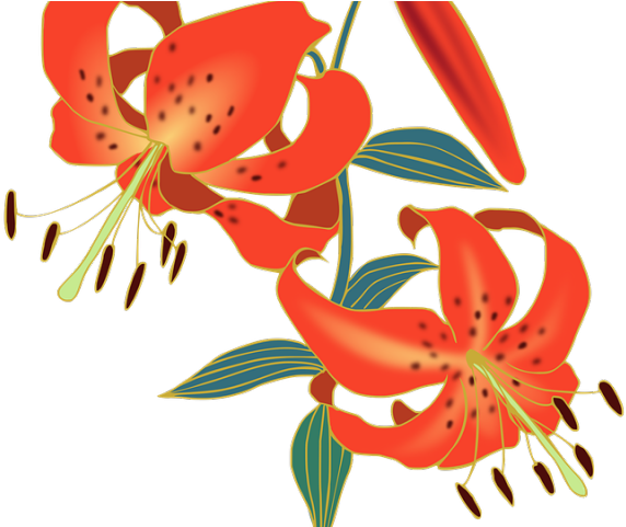 Lily Clipart Red Lily - Lily Clipart Red Lily (640x480)