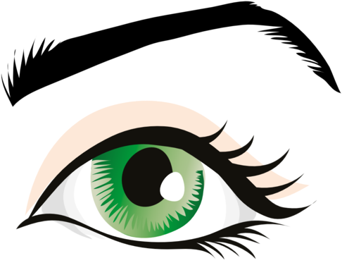 Human Eye Eyebrow Eyelid Organ - Human Eye Eyebrow Eyelid Organ (958x1355)