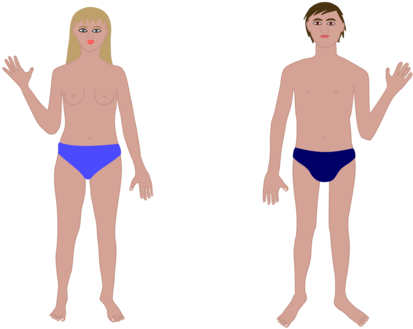 Human Body Organ Puberty - Human Body Organ Puberty (536x340)
