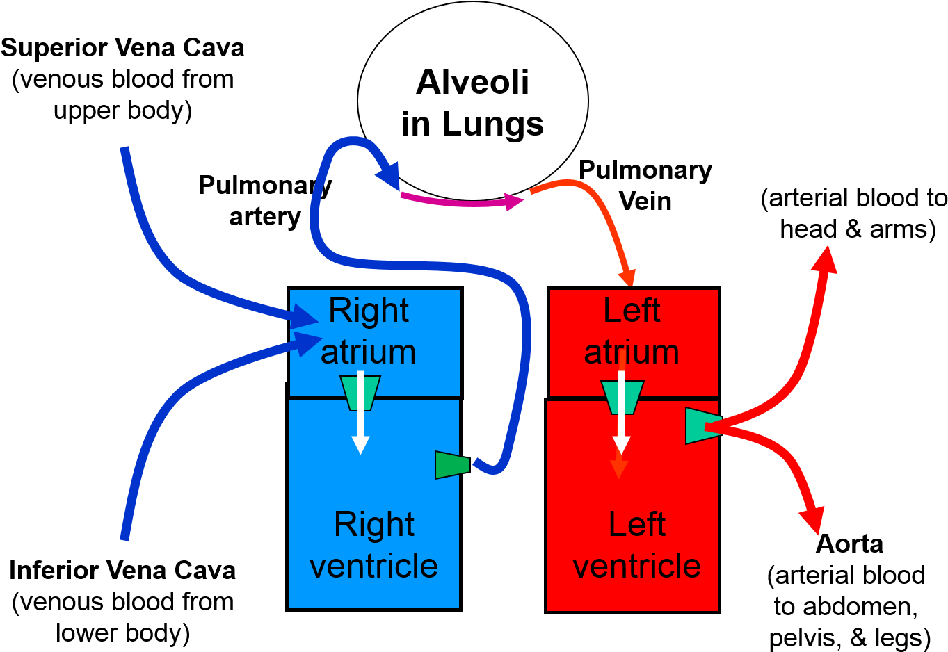 Lungs Clipart Heart Blood Vessel - Lungs Clipart Heart Blood Vessel (1421x961)