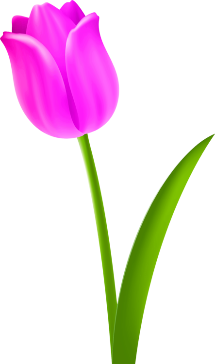 All Photo Png Clipart - All Photo Png Clipart (443x750)