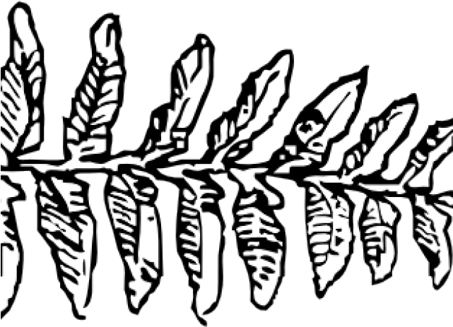 Fern Clipart Svg - Fern Clipart Svg (640x480)