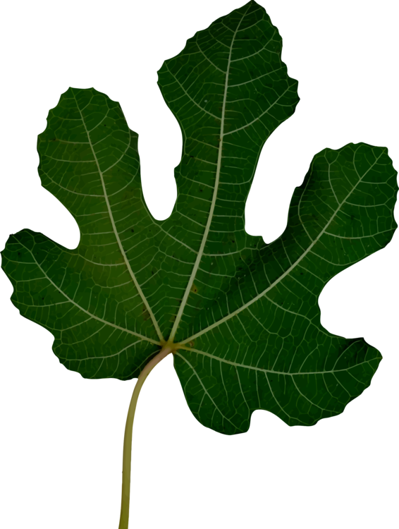 Computer Icons Leaf User Interface Data Download - Computer Icons Leaf User Interface Data Download (566x750)