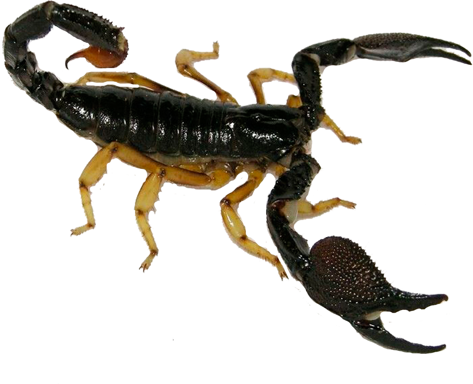 Clip Art Royalty Free Stock Insect Poison Insectinsect - Clip Art Royalty Free Stock Insect Poison Insectinsect (2480x3508)
